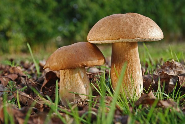 Kur ieškoti grybų rudenį? Patarimai, kaip grįžti su pilnu krepšiu